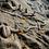 Thumbnail: All White Cowrie