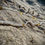 Thumbnail: All White Cowrie