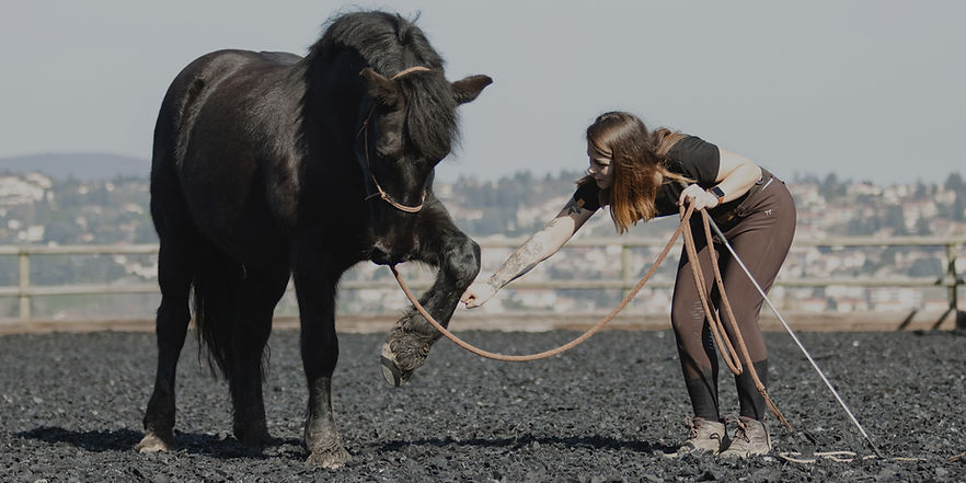 Allison Imbert et Garrigue du Jal séance de travail du cheval au sol