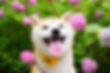 Happy Shiba Inu dog among pink hydrangeas