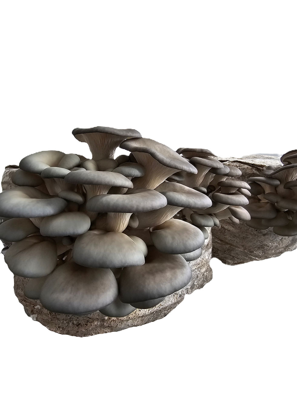 prairie-fungal-farms-blue-oyster