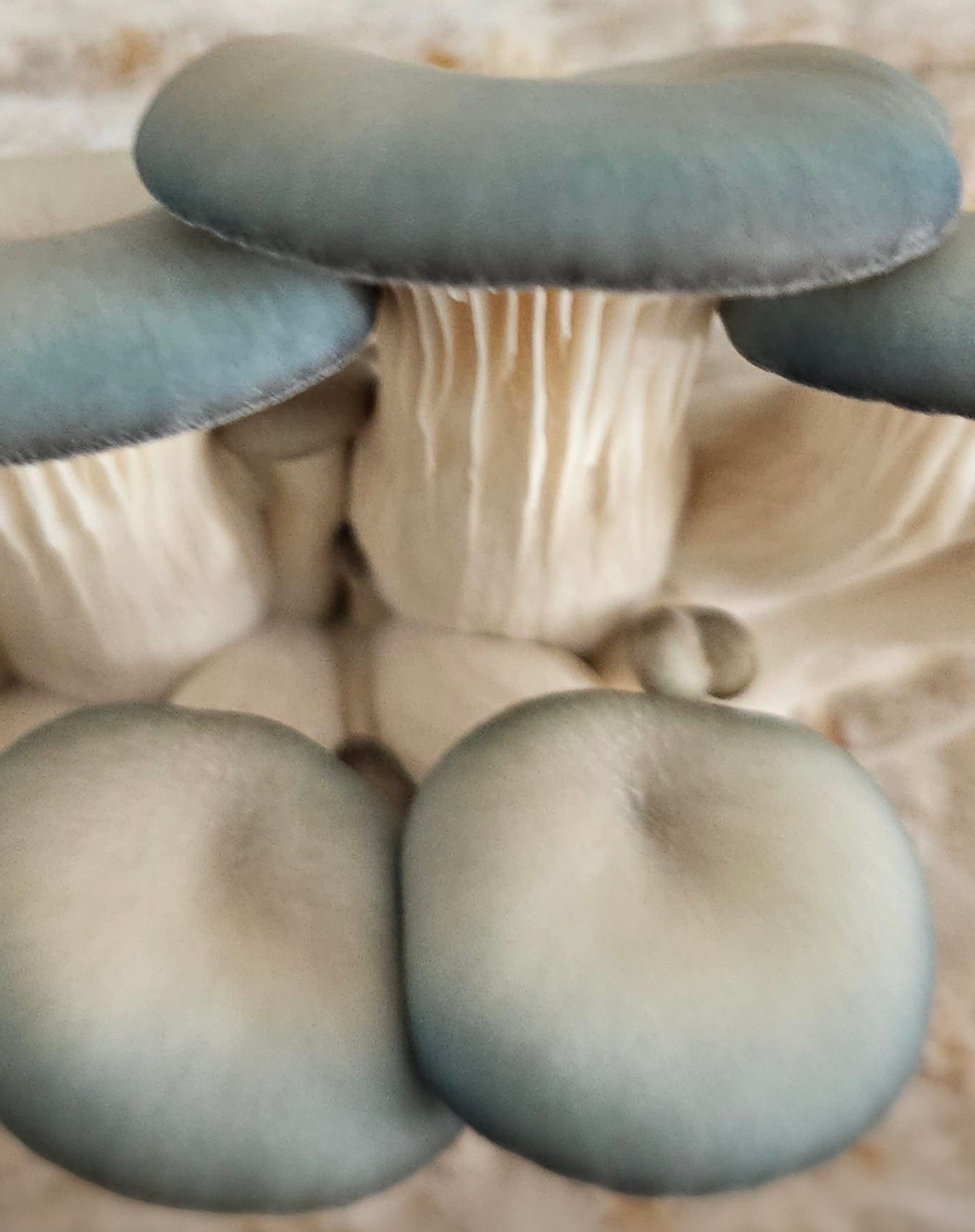 pff-blue-oyster.jpg