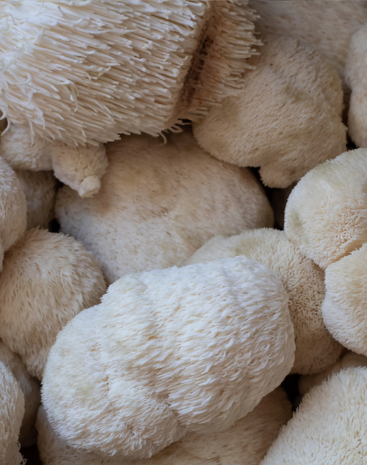 reishi-mushrooms.png