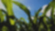 ecotea-corn-sky.jpg