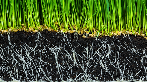 ecotea-overseeding-grass.png