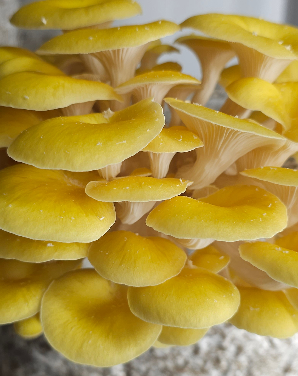 pff-golden-oyster.jpg
