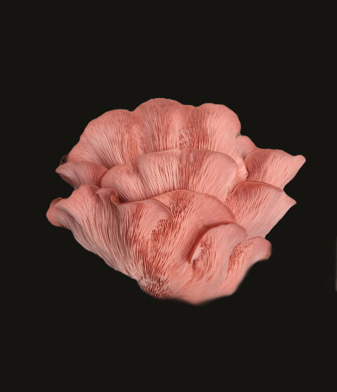 Freeze Dried Mushrooms (500g), Reishi, Lions Mane, Turkey Tail, Blue Oyster, Pink Oyster, Golden Oyster, Princess Peal Oyster, Wine Caps, Porcini, Lions Mane, King Oyster, Black Pearl King, Miatake