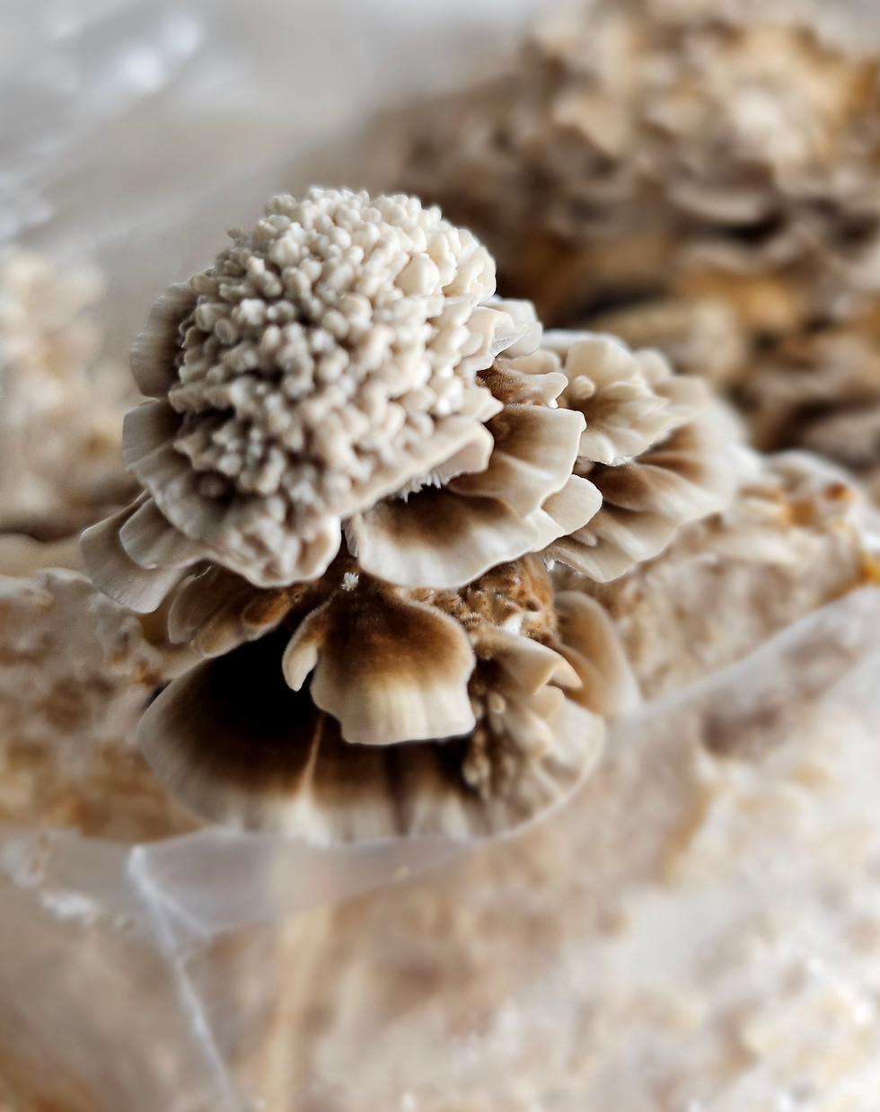 prairie-fungal-farms-turkey-tail.jpg .jpg