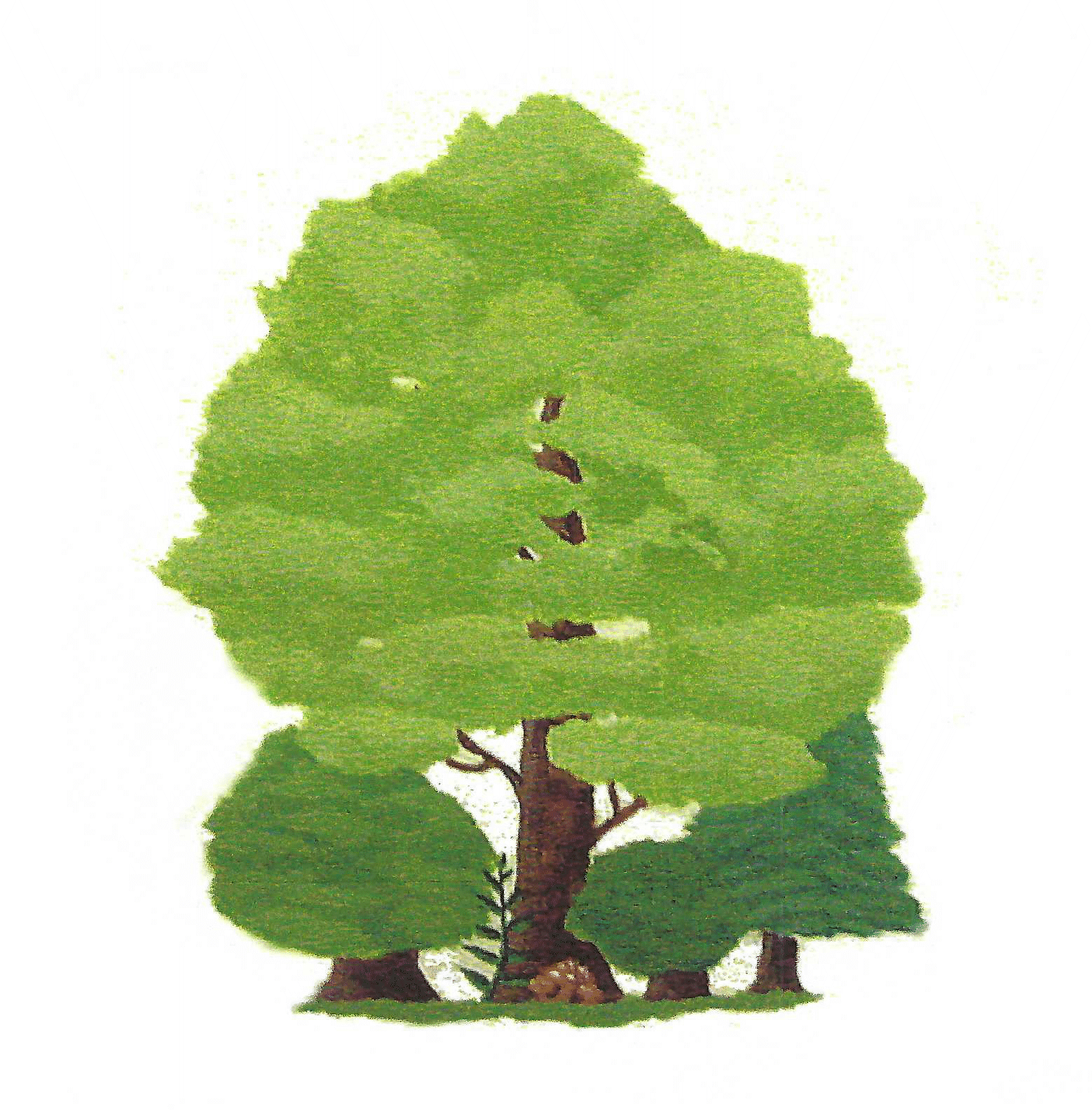 Carbon Tree Logo.gif