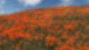 Poppy-1-abc-ps-190327_hpMain_16x9_992.jpg