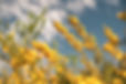 TWB_GRD_HB_HRJ_15_edited.jpg