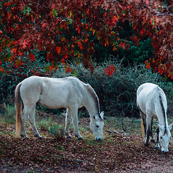 Constellations avec les chevaux