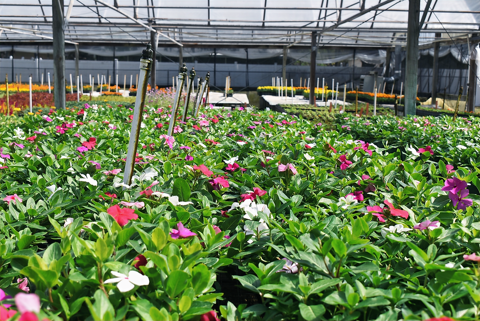 Mix Vinca plants on greenhouse bench.