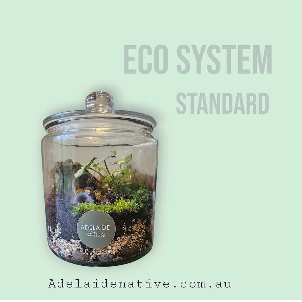 Thumbnail: ECO SYSTEM STANDARD 