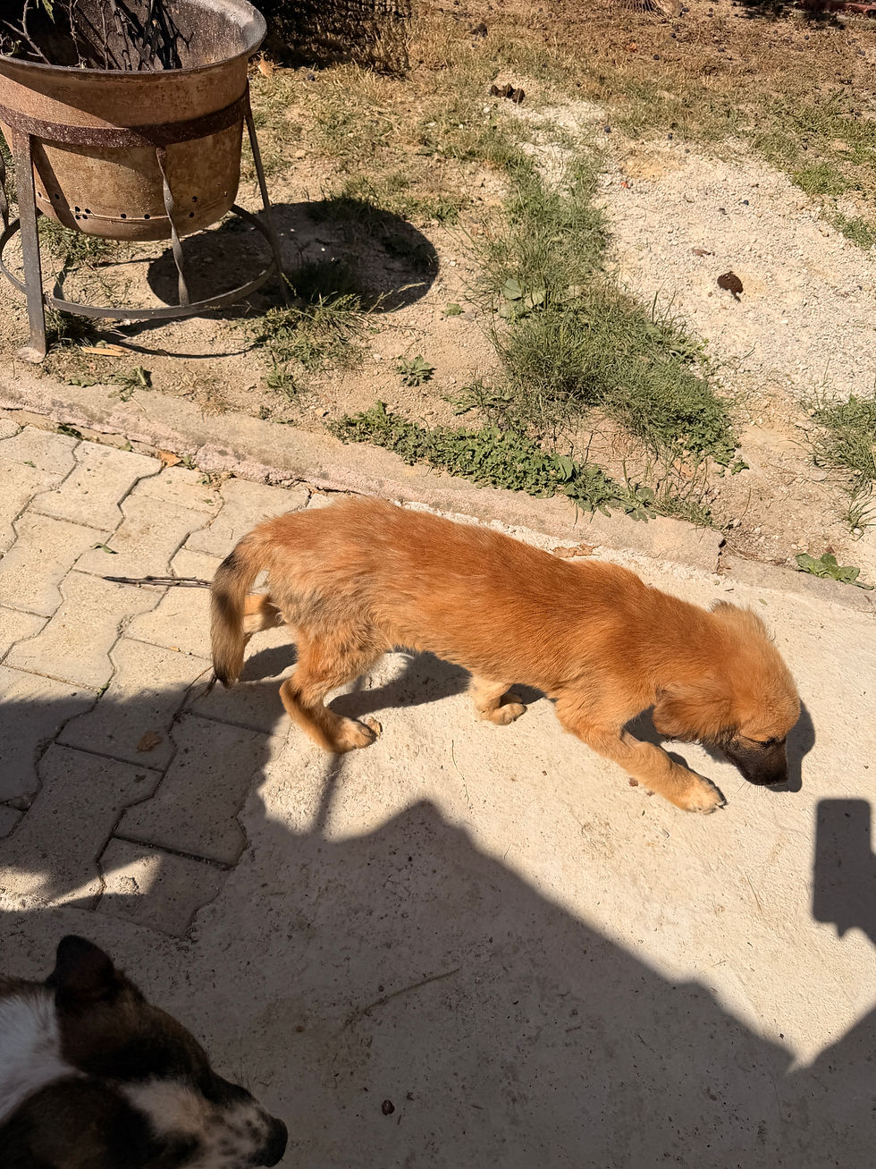 Miniaturbild: Werde Pate für Nala 