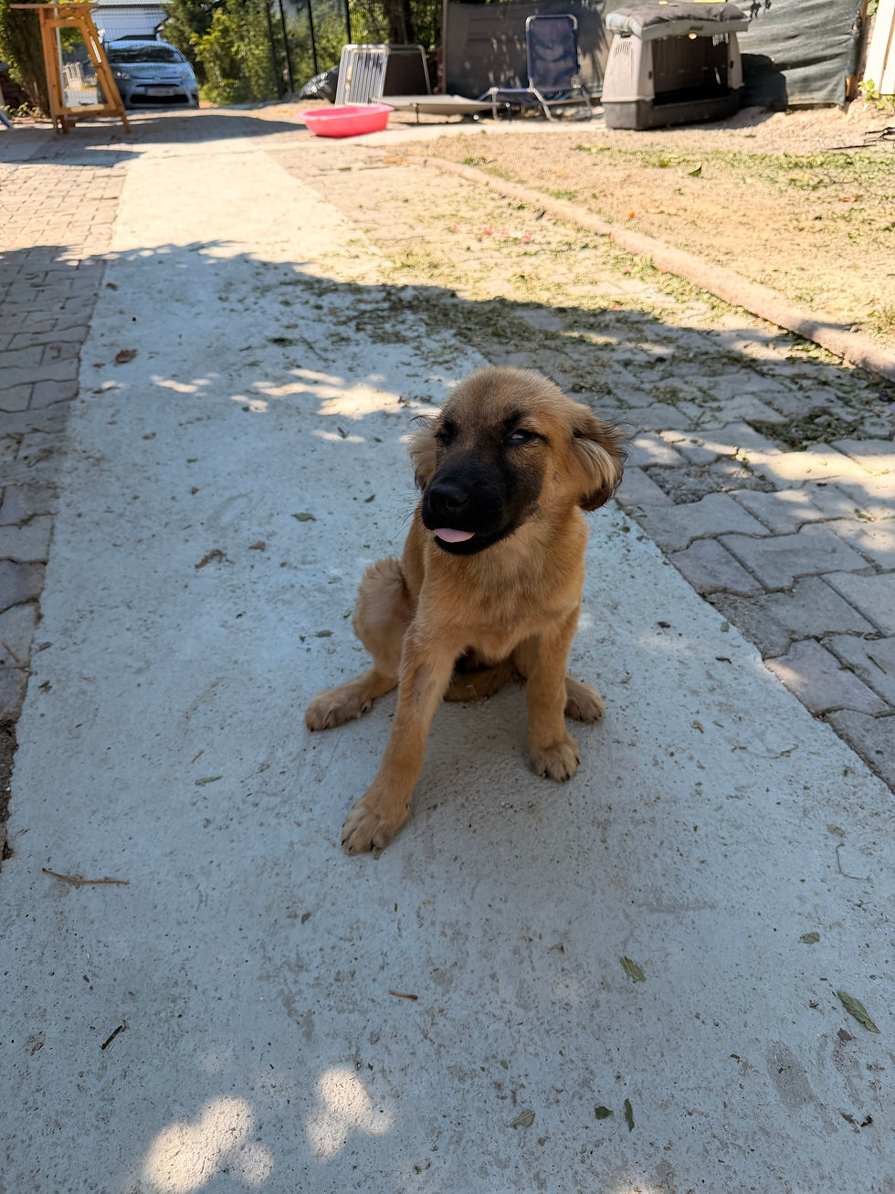 Miniaturbild: Werde Pate für Nala 