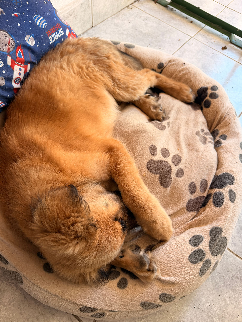 Miniaturbild: Werde Pate für Nala 