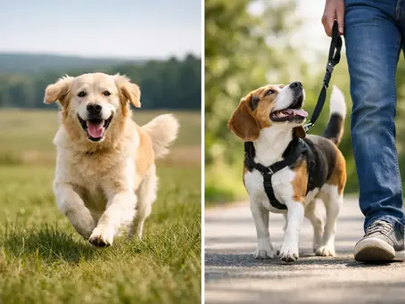 Off Lead vs Leash Walks for Happier Dogs