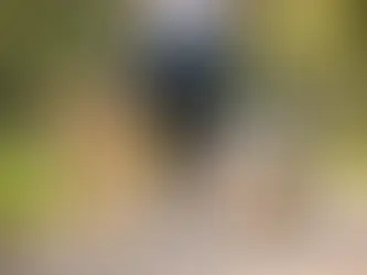 How Often Should Dogs Be Walked?