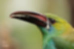 FVT Amazon to Andes 2026-13.jpg