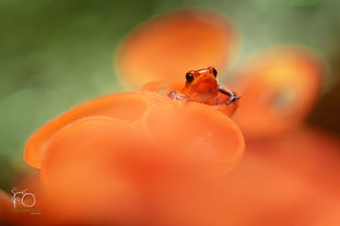 Ultimate Rainforest Photography
