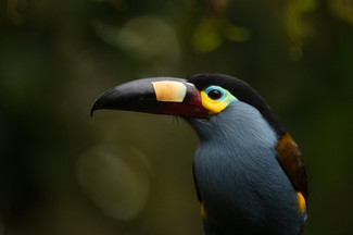fvt-birds-macro-more-ecuador-gallery-gri