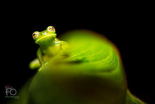 Ultimate Rainforest Photography