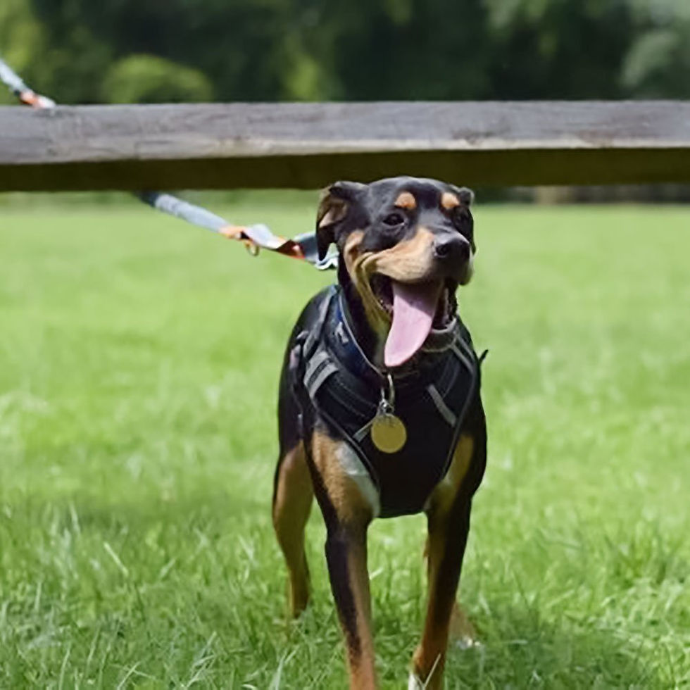 Miniatura: Arnés ajustable para perro mediano a grande