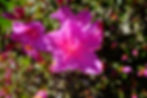 DSCF9768.JPG