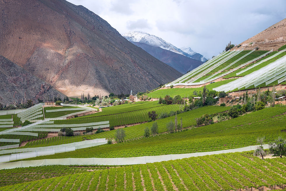Atacama Desert Vineyard, Chile