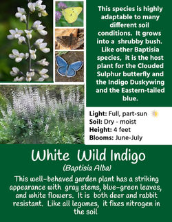 wild white indigo