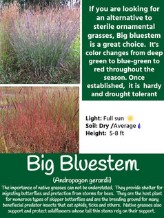 Big Bluestem flyer 22.jpg
