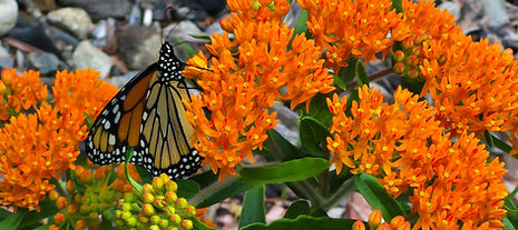 Monarch on Orange MW.jpg
