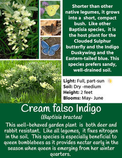 Cream false indigo