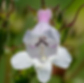 beardtongue close-up_edited.jpg