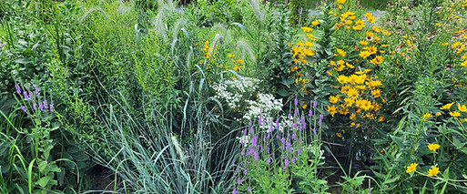 meadow 24.jpg