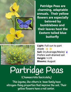 Partridge Peas 22