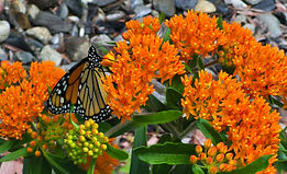 Monarch on Orange MW.jpg