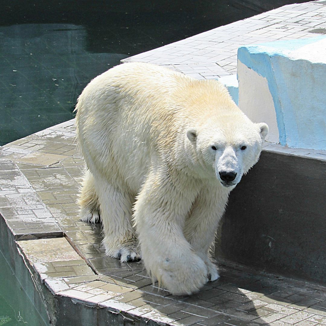 Новосибирский Зоопарк Цена Билета