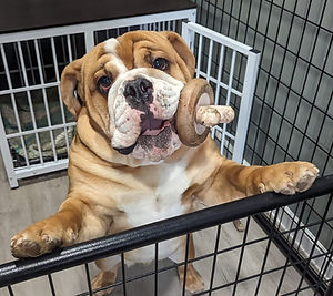 Branch in kennel.jpg