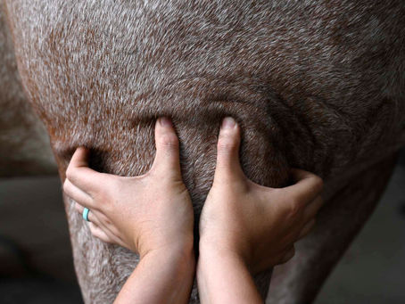 The Benefits of Acupressure for Animals