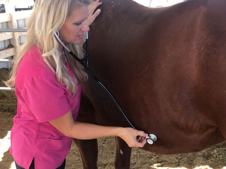 How to Take Horse Vitals
