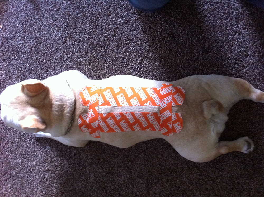 4 Ways your Dog can Benefit from Kinesiology Tape