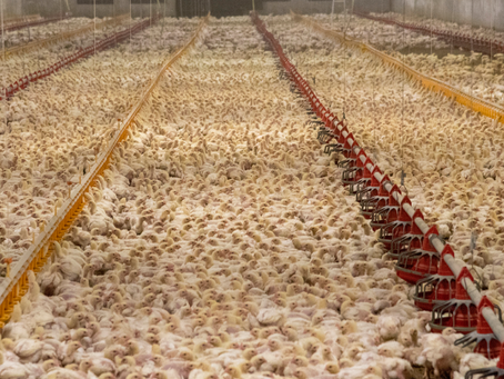 Do you Know the Number one Reason Animals Get Sick?