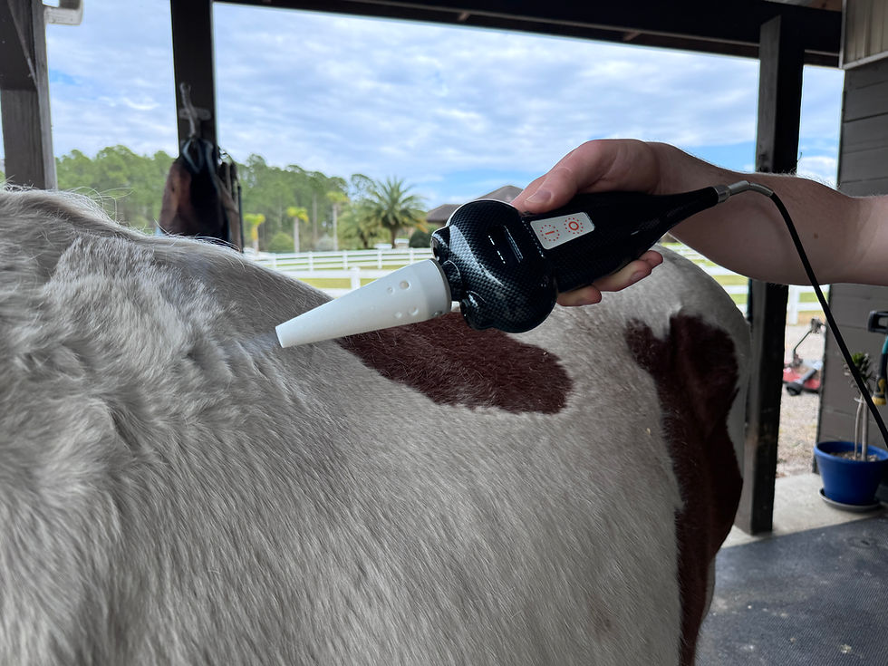 The Benefits of Cryotherapy for Animals: A Cool Approach to Healing