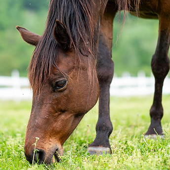 horse eating grass2.jpg