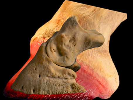 Before Equine Bodywork - Know What's Going on with the Foot and Mouth