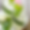 Thumbnail: Agave Mojito - Six Pack