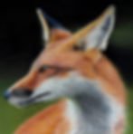 Thumbnail: I’m All Ears — Red Fox (Fine Art Giclée Print)