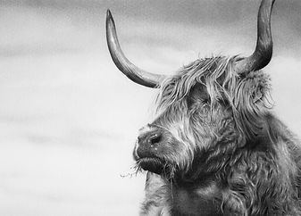 Photorealistic Highland cow pencil drawing, hand drawn in graphite by Scottish artist John Fisher.